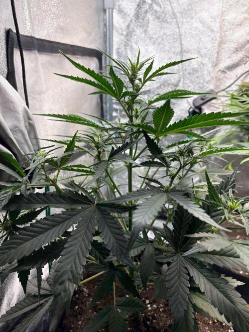Gorilla Cookie: NoVabbè. Week 7