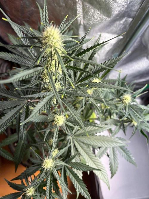 Gorilla Cookie: NoVabbè. Week 8