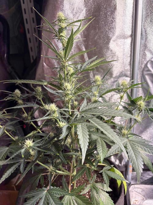 Gorilla Cookie: NoVabbè. Week 8