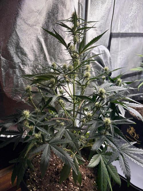 Gorilla Cookie: NoVabbè. Week 8