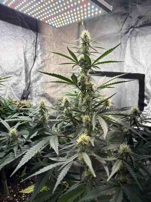 Gorilla Cookie: NoVabbè. Week 9