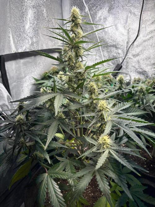 Gorilla Cookie: NoVabbè. Week 9