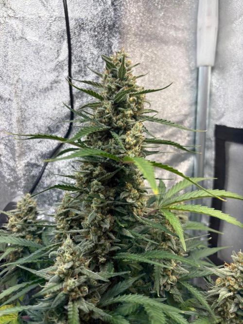 Gorilla Cookie: NoVabbè. Week 10