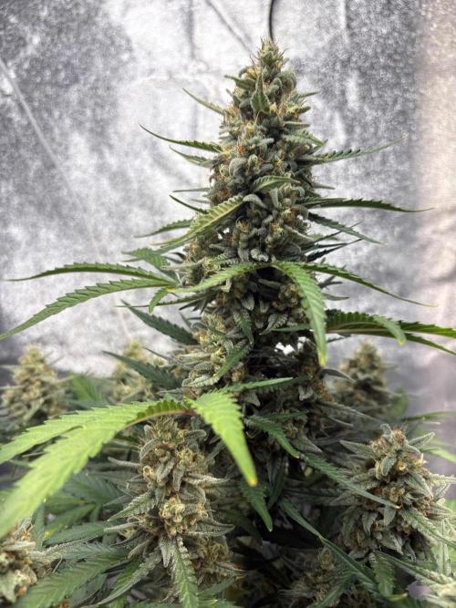 Gorilla Cookie: NoVabbè. Week 10