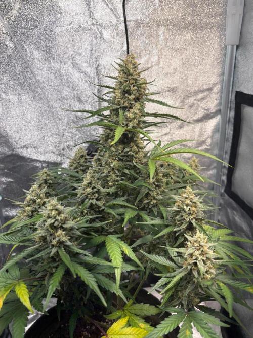 Gorilla Cookie: NoVabbè. Week 10