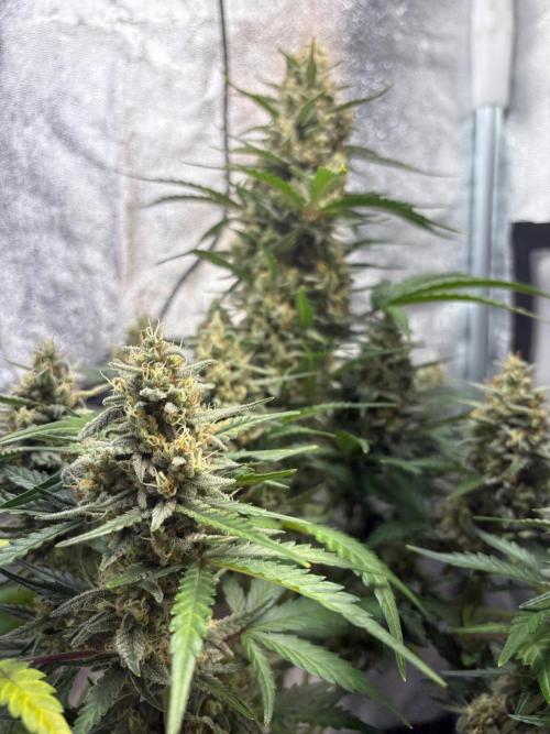 Gorilla Cookie: NoVabbè. Week 10
