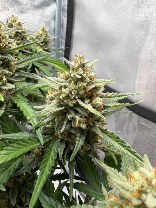 Gorilla Cookie: NoVabbè. Week 11