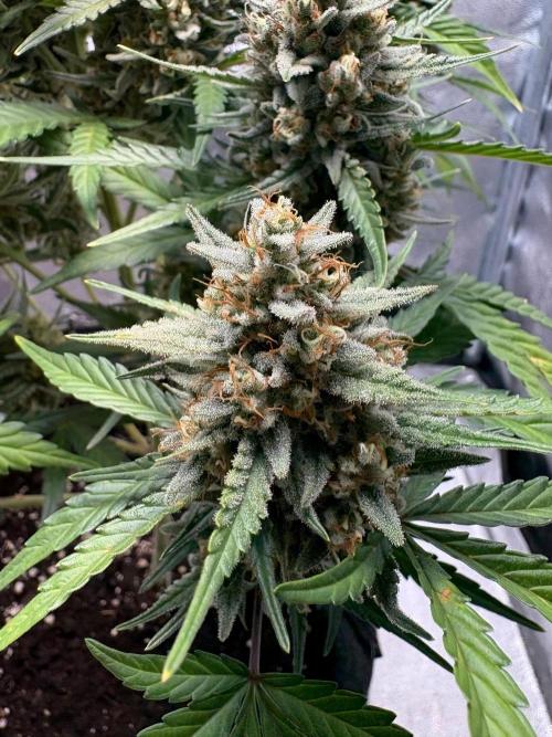 Gorilla Cookie: NoVabbè. Week 11
