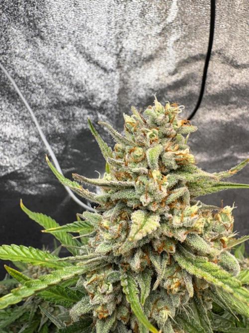 Gorilla Cookie: NoVabbè. Week 11