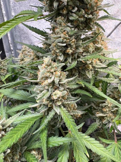 Gorilla Cookie: NoVabbè. Week 11