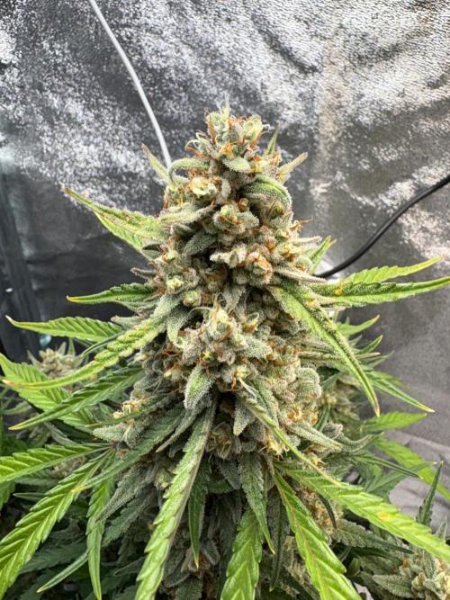 Gorilla Cookie: NoVabbè. Week 11