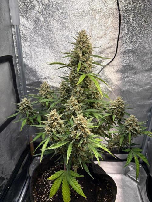 Gorilla Cookie: NoVabbè. Week 11