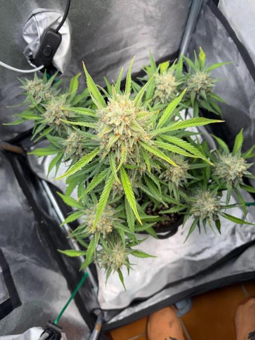 Gorilla Cookie: NoVabbè. Week 11