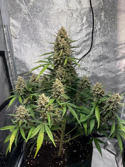 Gorilla Cookie: NoVabbè. Week 11