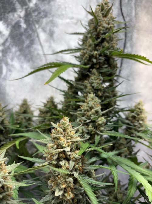 Gorilla Cookie: NoVabbè. Week 11