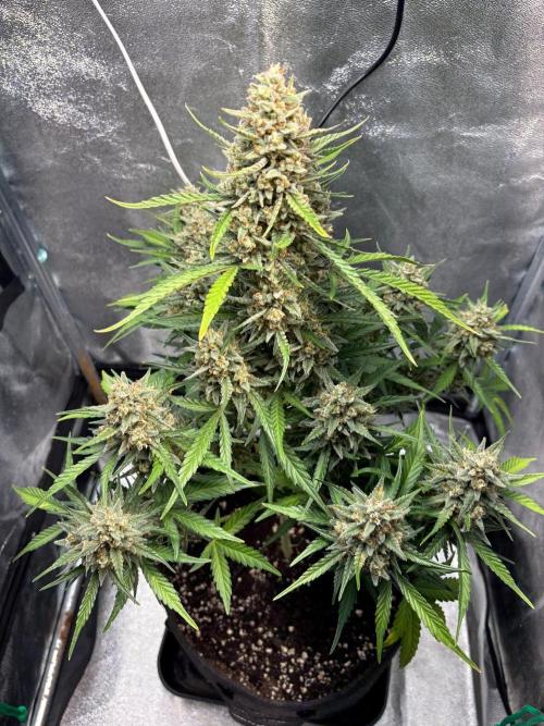 Gorilla Cookie: NoVabbè. Week 11