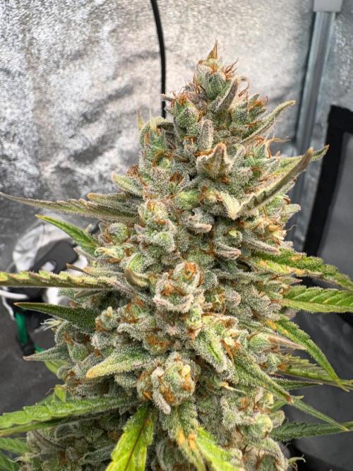 Gorilla Cookie: NoVabbè. Week 13
