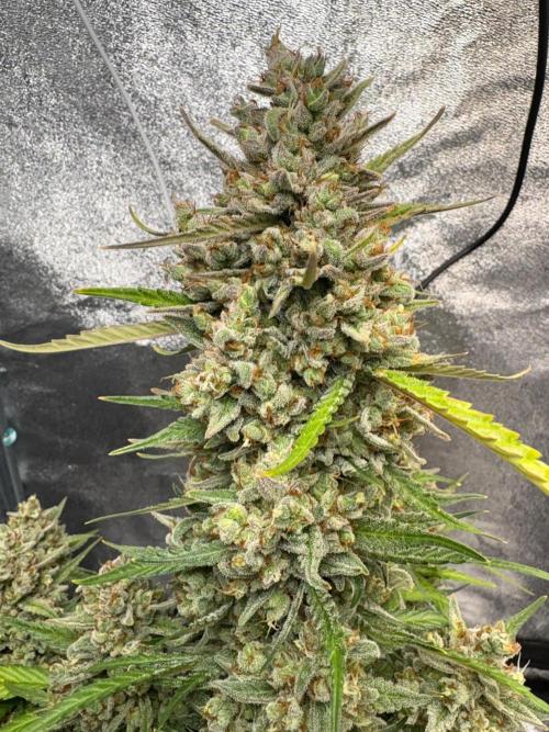 Gorilla Cookie: NoVabbè. Week 13