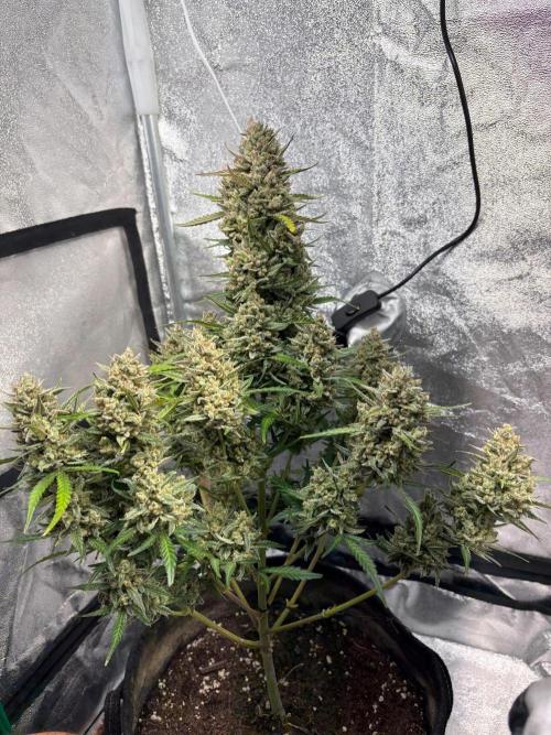 Gorilla Cookie: NoVabbè. Week 13