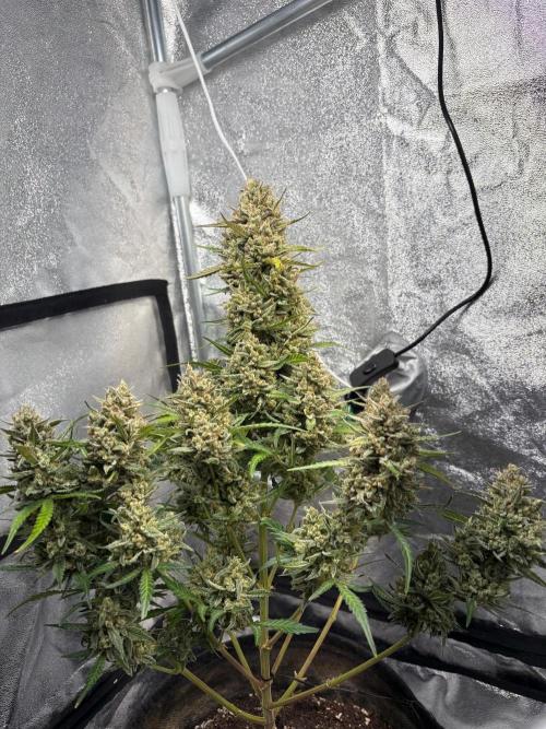 Gorilla Cookie: NoVabbè. Week 13