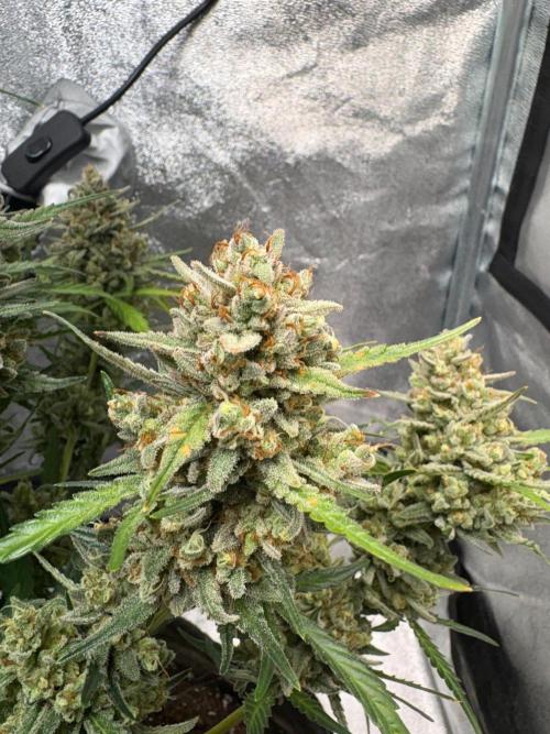 Gorilla Cookie: NoVabbè. Week 13
