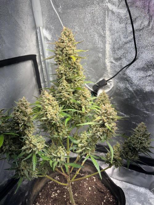 Gorilla Cookies Auto. Week 13