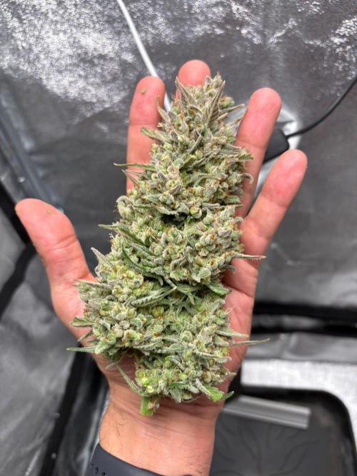 Gorilla Cookie: NoVabbè. Week 14