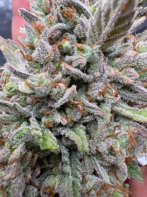 Gorilla Cookie: NoVabbè. Week 14