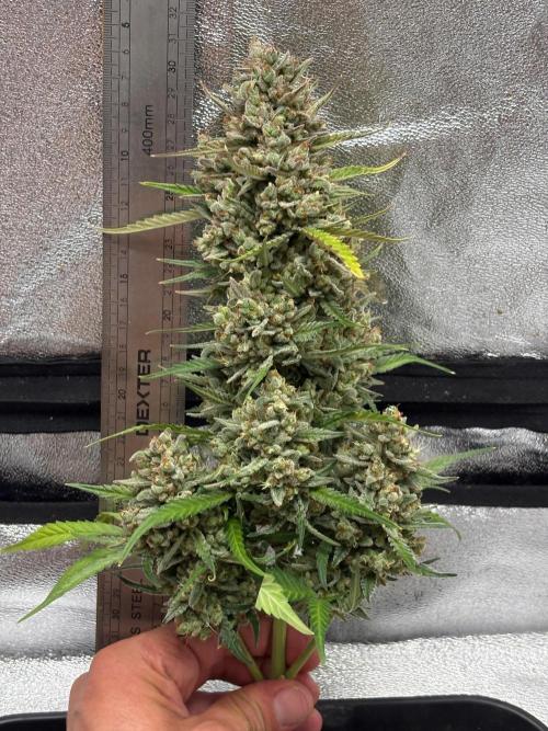Gorilla Cookie: NoVabbè. Week 14