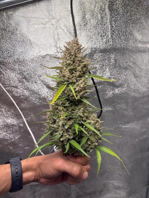 Gorilla Cookie: NoVabbè. Week 14