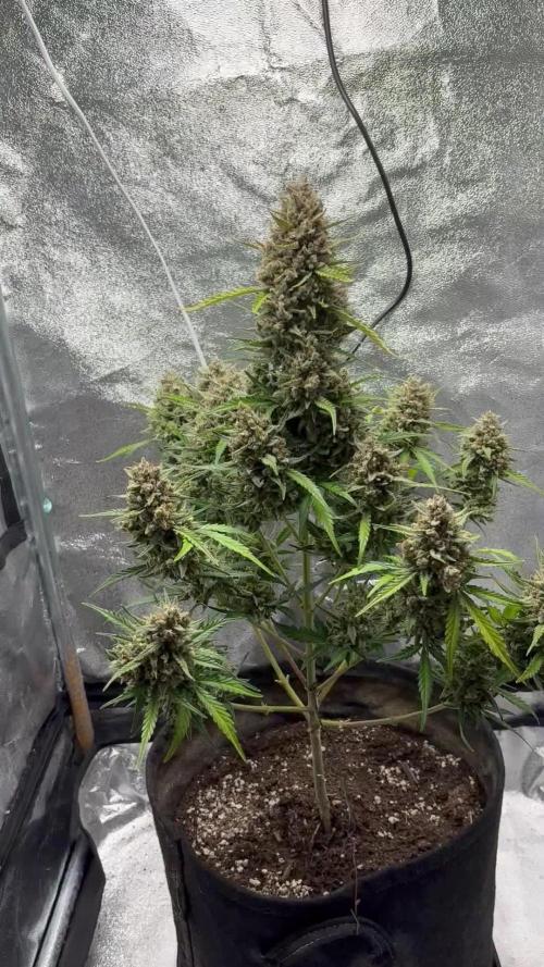 Gorilla Cookie: NoVabbè