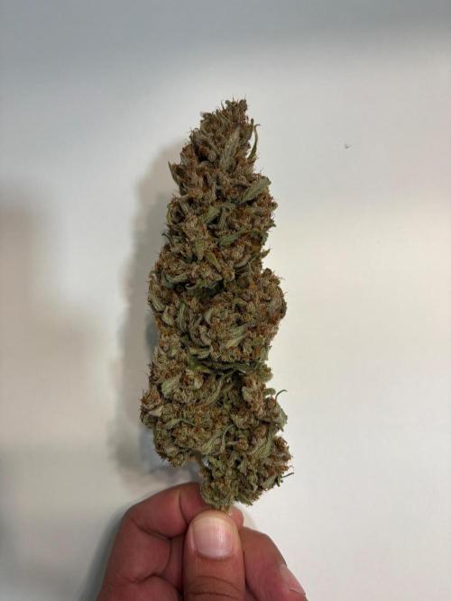 Gorilla Cookie: NoVabbè. Week 14