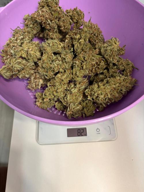 Gorilla Cookie: NoVabbè. Week 14
