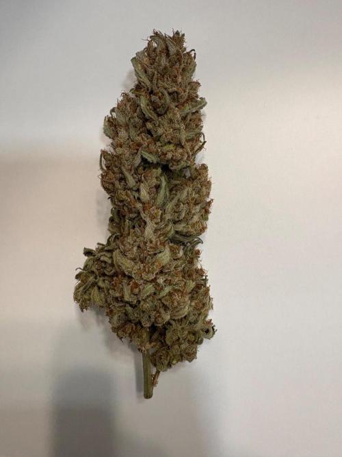 Gorilla Cookie: NoVabbè. Week 14