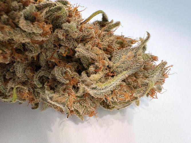 Gorilla Cookie: NoVabbè. Week 14