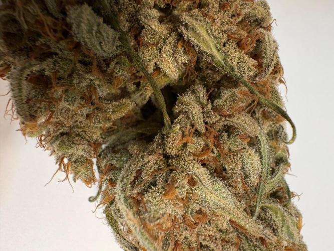 Gorilla Cookie: NoVabbè. Week 14
