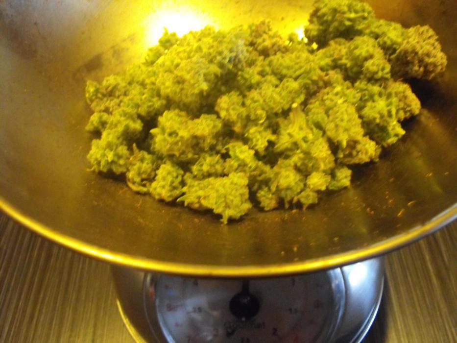 Black Water by Original Sensible Seeds. Week 19