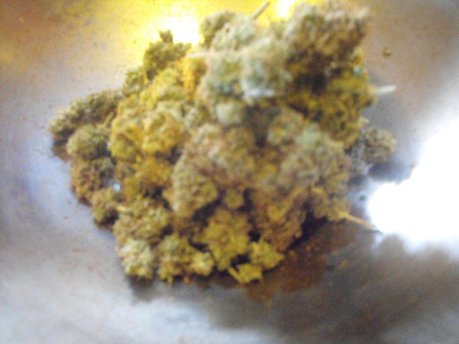 RS11(Rainbow Sherbert 11)Kannabia seeds. Week 19