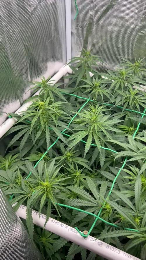 WalkerBerry OG (F2)