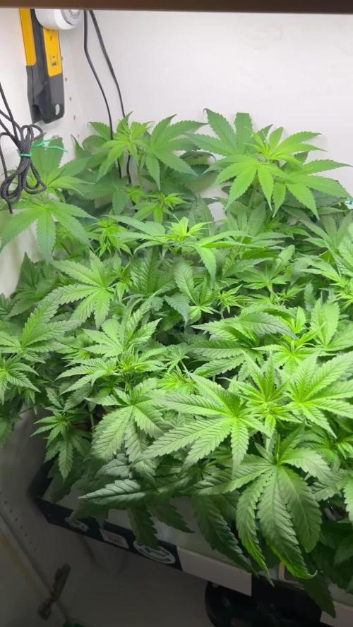 Pole Dancer F1 Testers