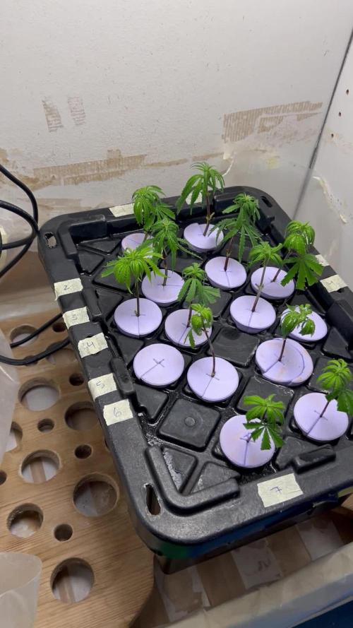 WalkerBerry OG (F2 Clones)