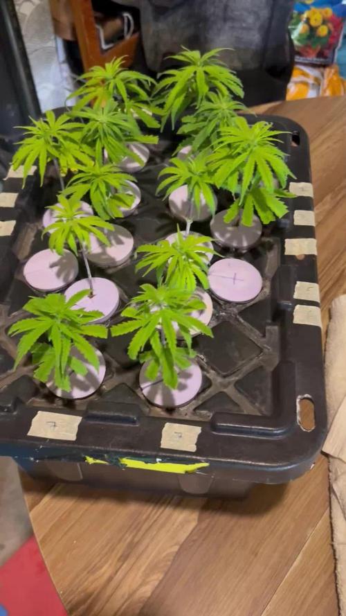 WalkerBerry OG (F2 Clones)