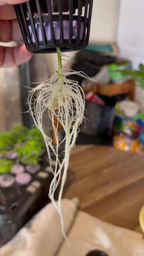 WalkerBerry OG (F2 Clones)