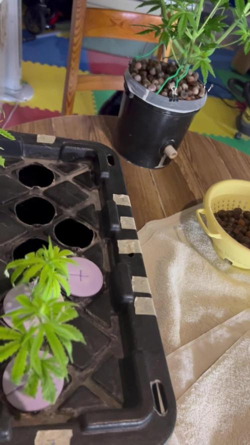 WalkerBerry OG (F2 Clones)