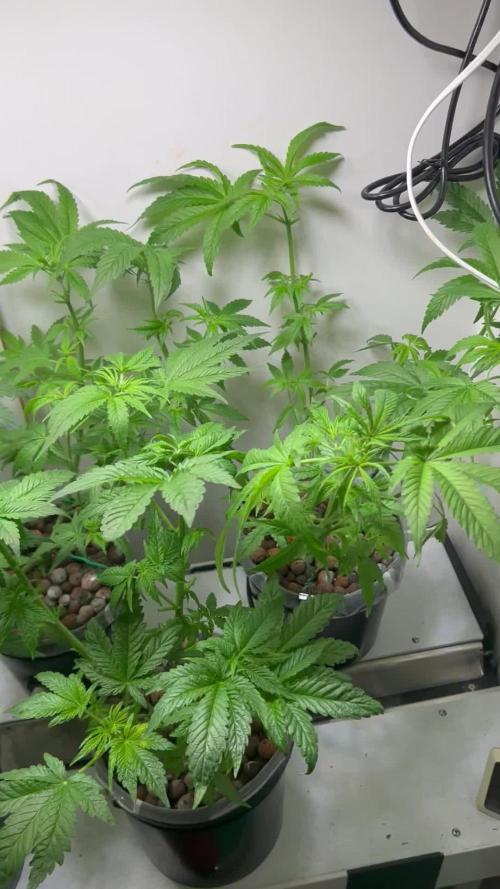 Pole Dancer F1 Testers