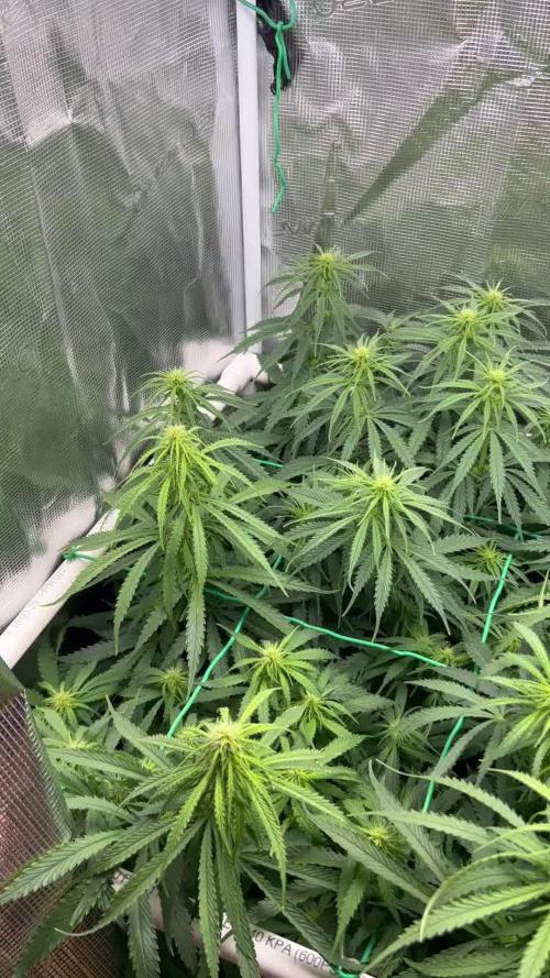 WalkerBerry OG (F2)
