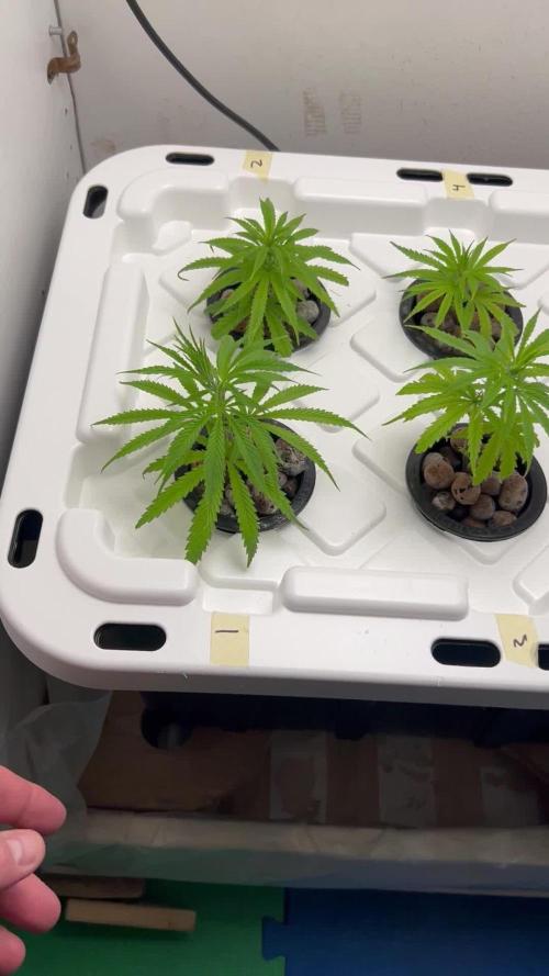 WalkerBerry OG (F2 Clones)