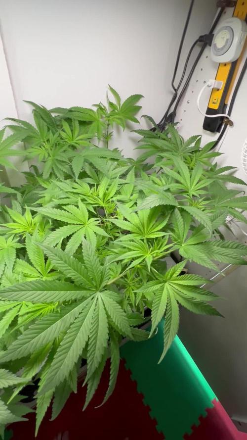 Pole Dancer F1 Testers