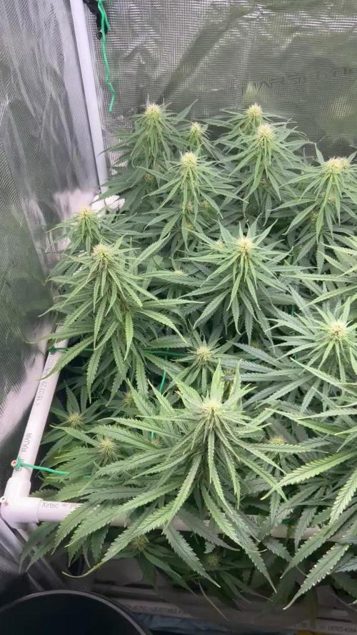 WalkerBerry OG (F2)