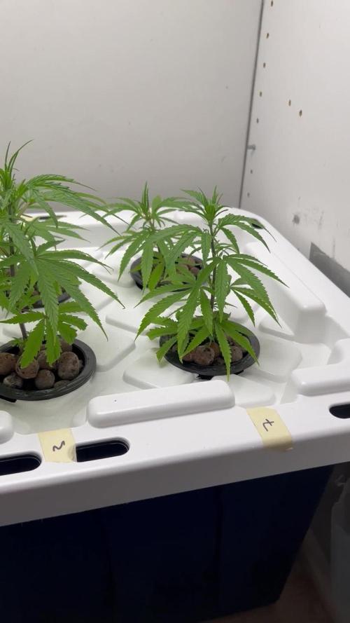 WalkerBerry OG (F2 Clones)